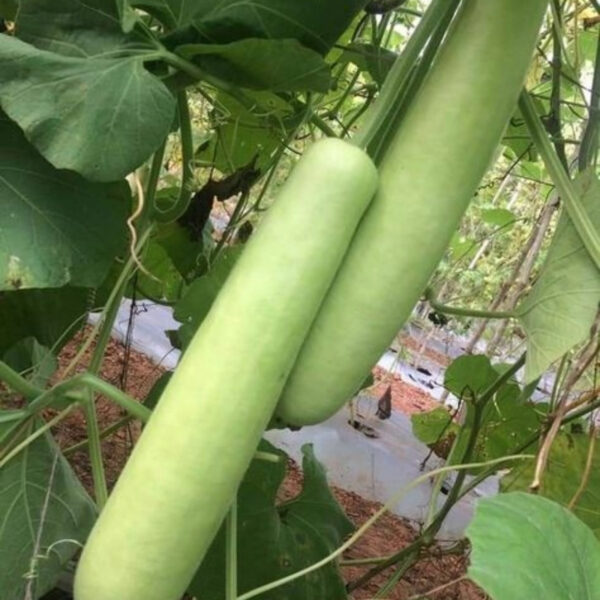 Bottle Gourd - Fresh and Nutritous | Chemical Free - Image 4