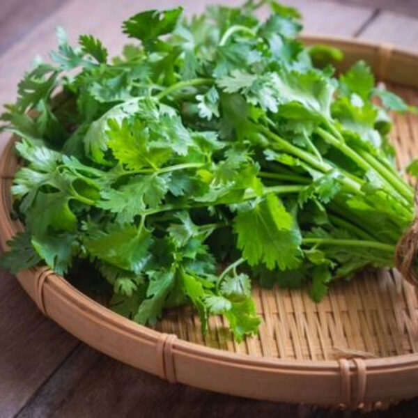 Fresh Coriander Leaves – Aromatic,Export-Grade Quality - Image 2
