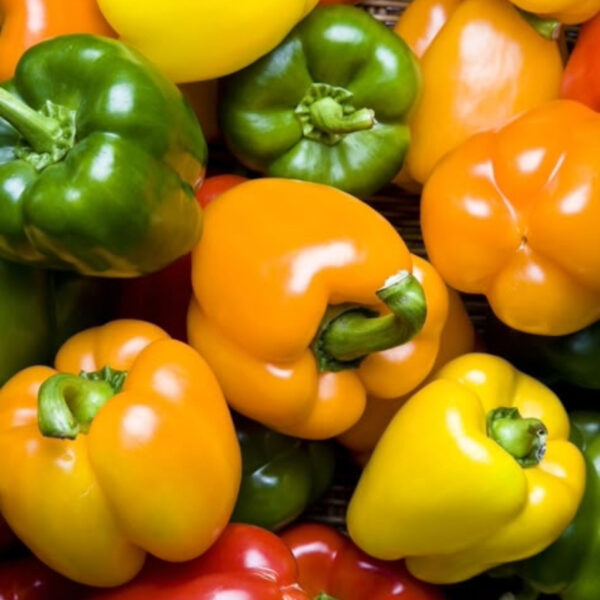Premium Capsicum – Fresh & High-Quality Export