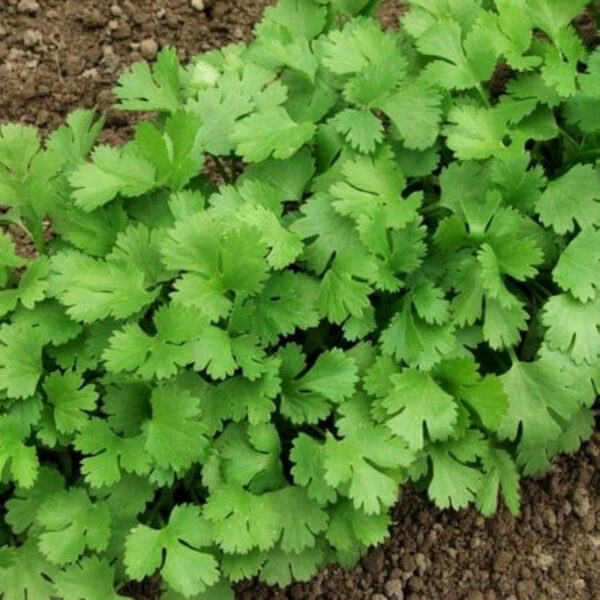 Fresh Coriander Leaves – Aromatic,Export-Grade Quality - Image 3