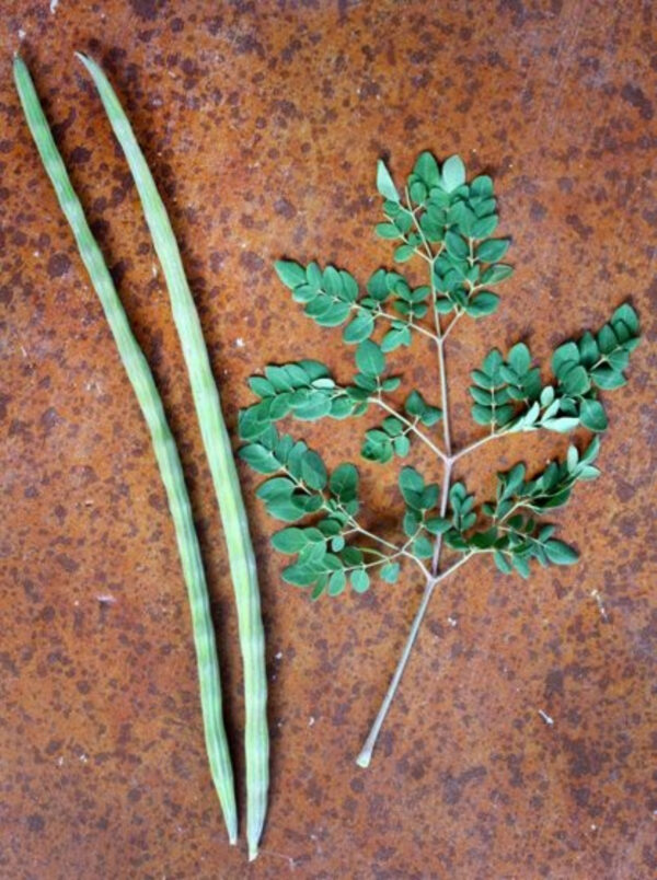 Drumsticks | Organic Moringa Sticks Export-Quality - Image 3