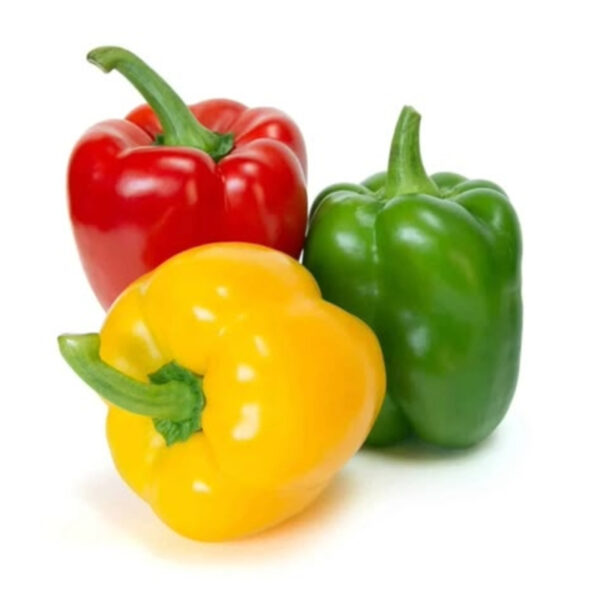 Premium Capsicum – Fresh & High-Quality Export - Image 4