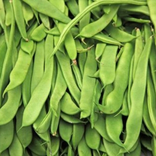 Hyacinth Beans (Lablab Beans) - High Quality for Export