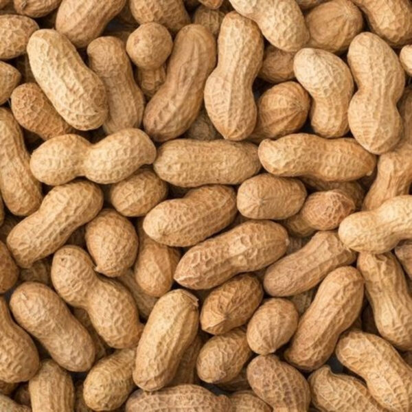 Groundnuts (Peanuts) – High Nutrition & Global Export