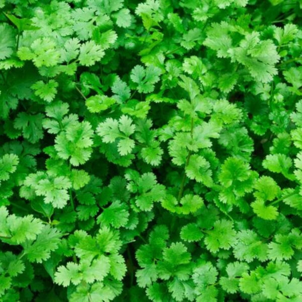 Fresh Coriander Leaves – Aromatic,Export-Grade Quality - Image 4
