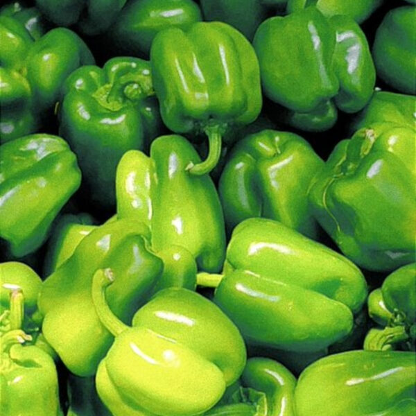 Premium Capsicum – Fresh & High-Quality Export - Image 3