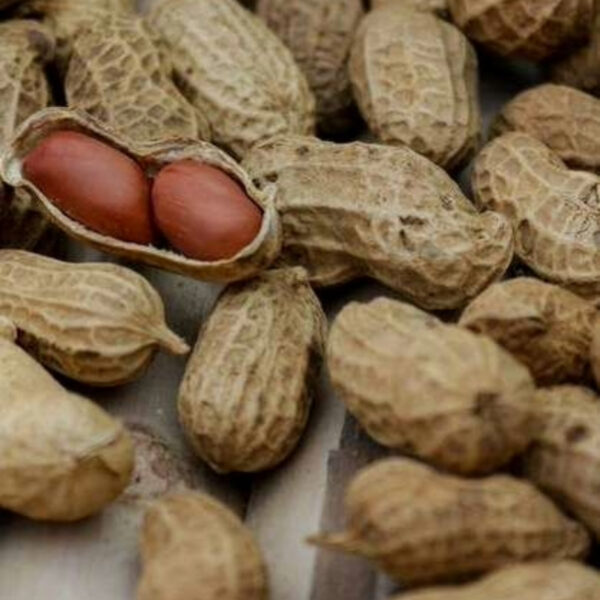 Groundnuts (Peanuts) – High Nutrition & Global Export - Image 3
