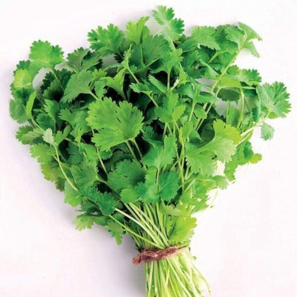 Fresh Coriander Leaves – Aromatic,Export-Grade Quality