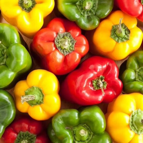 Premium Capsicum – Fresh & High-Quality Export - Image 2