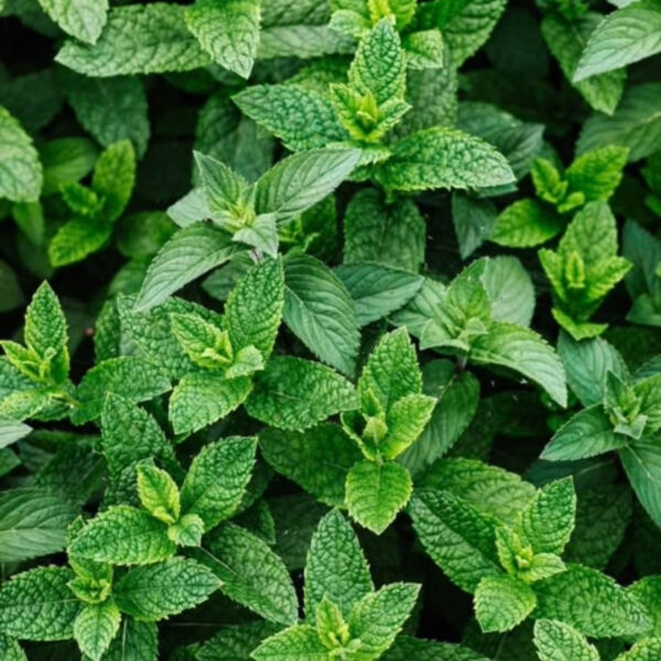 Mint Leaves – Premium Quality, 100% Organic & Export-Grade - Image 4