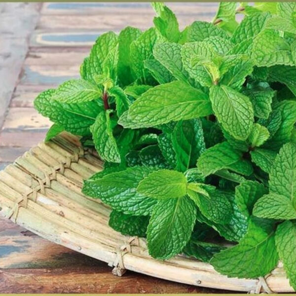 Mint Leaves – Premium Quality, 100% Organic & Export-Grade