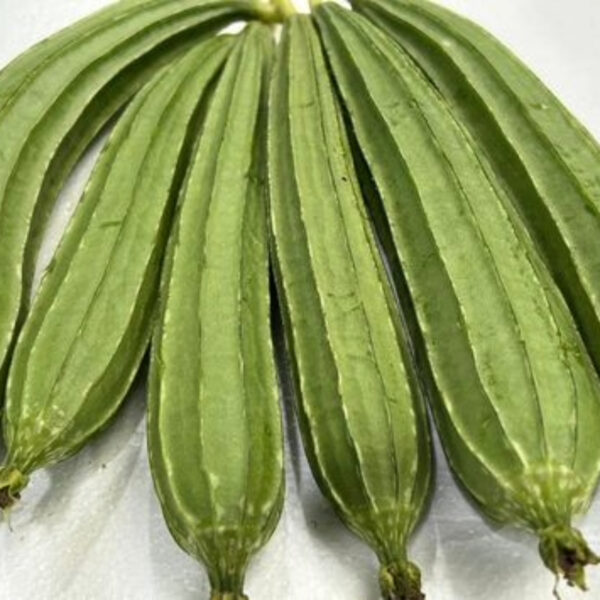 Fresh Ridge Gourd Export – Premium Quality & Nutrient-Rich - Image 2