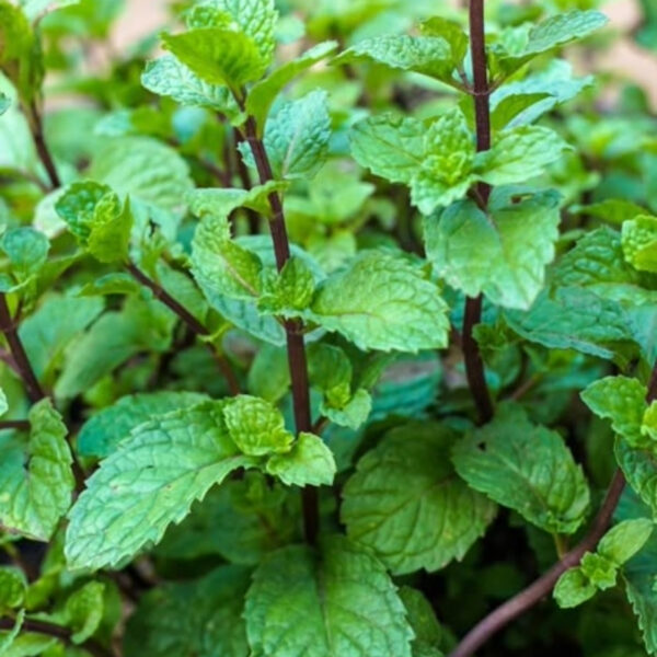 Mint Leaves – Premium Quality, 100% Organic & Export-Grade - Image 3
