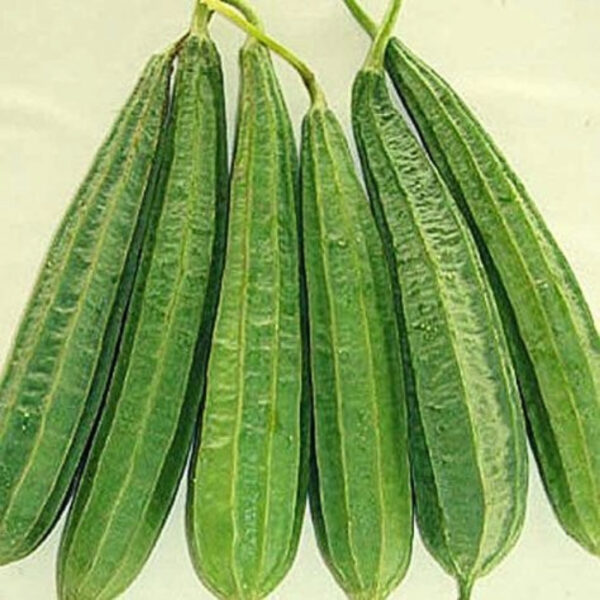 Fresh Ridge Gourd Export – Premium Quality & Nutrient-Rich - Image 3
