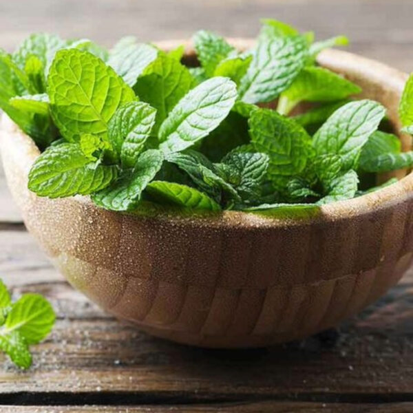 Mint Leaves – Premium Quality, 100% Organic & Export-Grade - Image 2