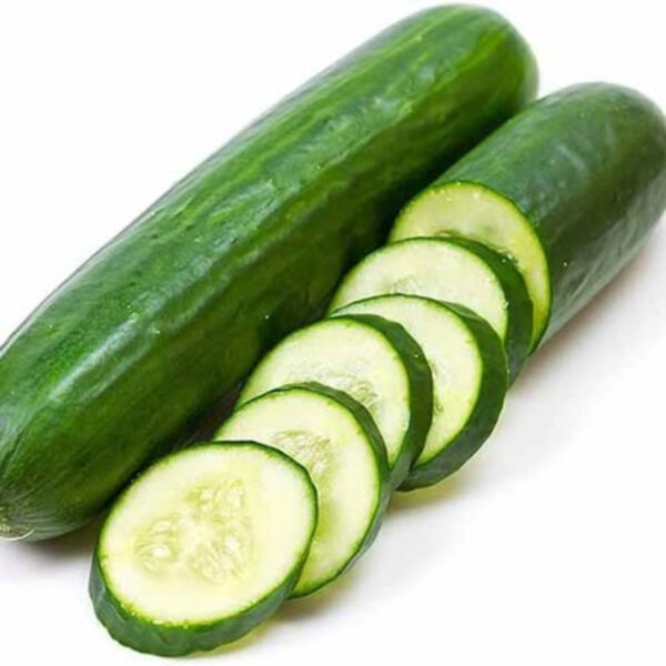 Fresh & Organic Cucumber – Premium Quality for Export