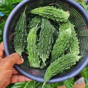 Bitter Gourd