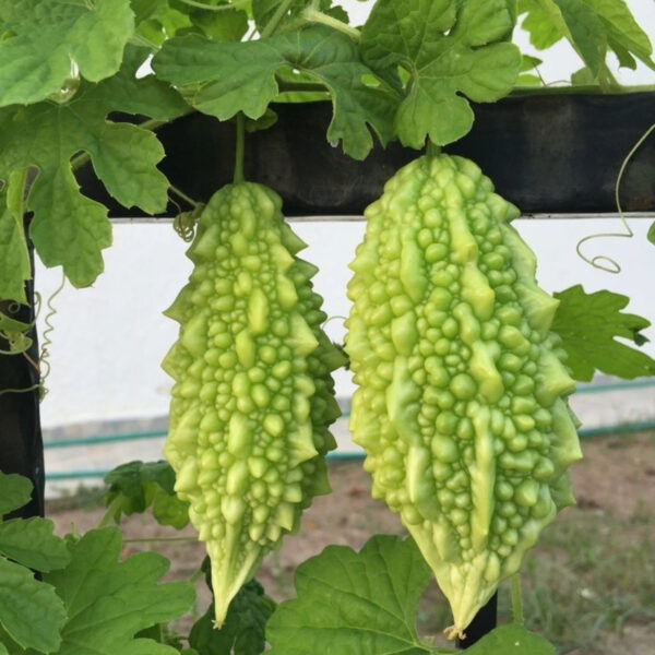 Bitter Gourd