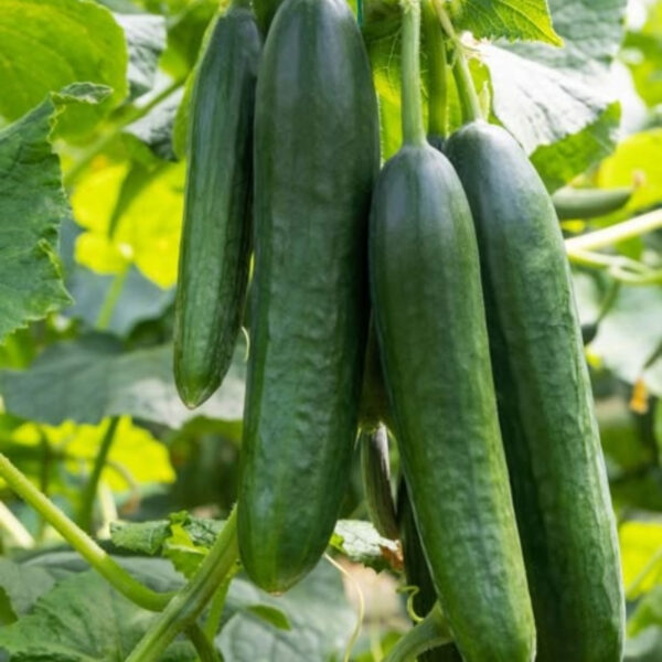 Fresh & Organic Cucumber – Premium Quality for Export - Image 2