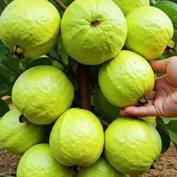 Guava – Export Quality, Juicy & Nutrient-Rich - Image 2