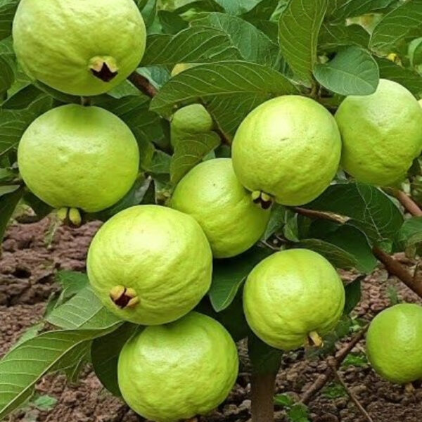 Guava – Export Quality, Juicy & Nutrient-Rich - Image 3