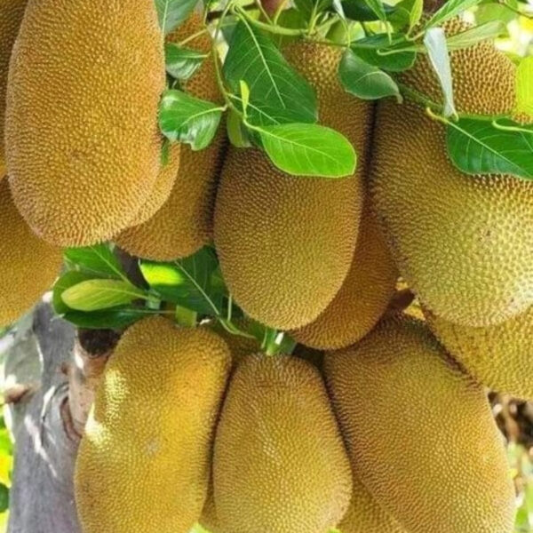 Jackfruit Export – Fresh, Nutritious & Naturally Sweet - Image 2