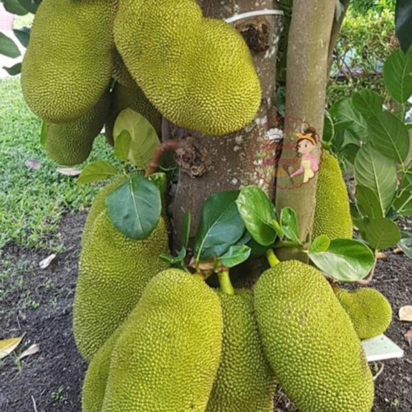 Jackfruit Export – Fresh, Nutritious & Naturally Sweet - Image 3