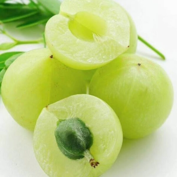 Indian Amla (Gooseberry) – Fresh & Processed for Export - Image 2