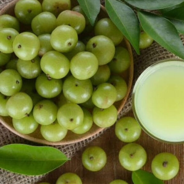 Indian Amla (Gooseberry) – Fresh & Processed for Export - Image 3