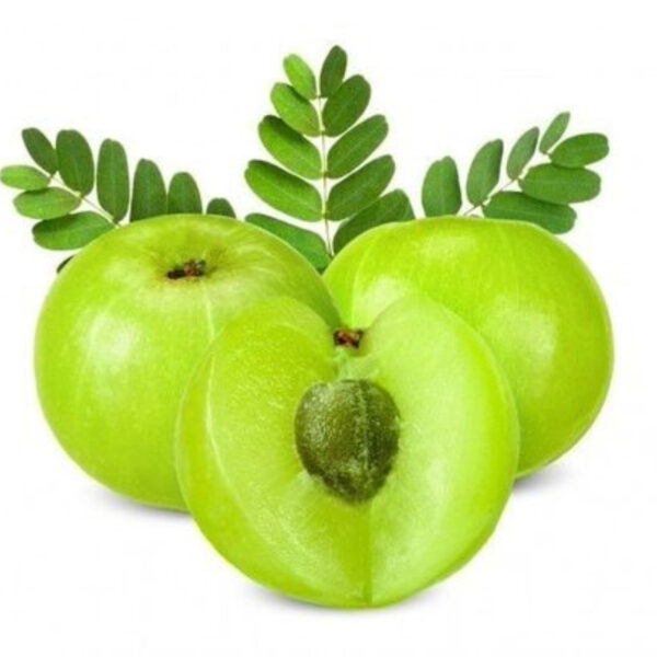 Indian Amla (Gooseberry) – Fresh & Processed for Export