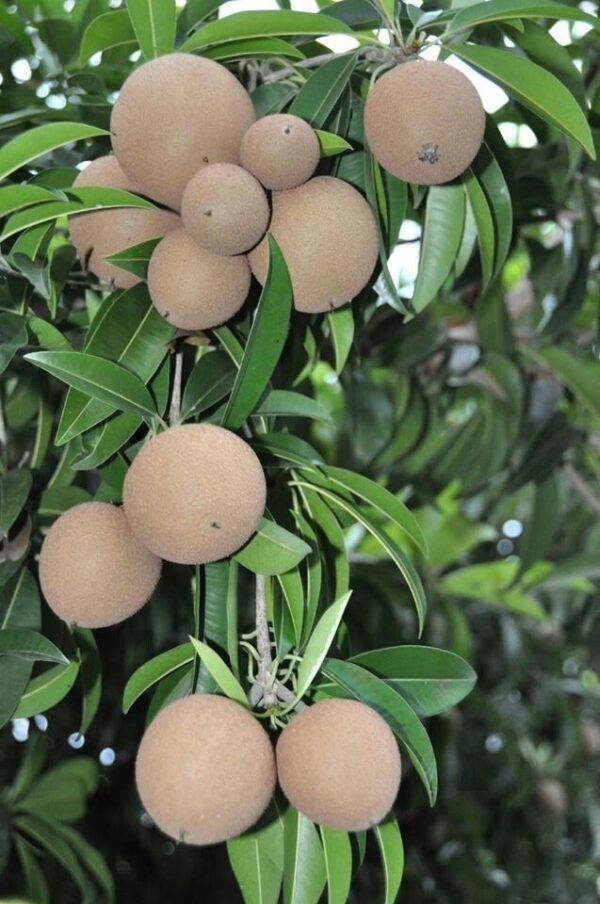 Chikoo (Sapota) Exporter from India | Quality & Bulk Supply - Image 4